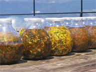 Aroma Gesichtsbehandlung &bdquo;Tausendsch&ouml;n&ldquo;
